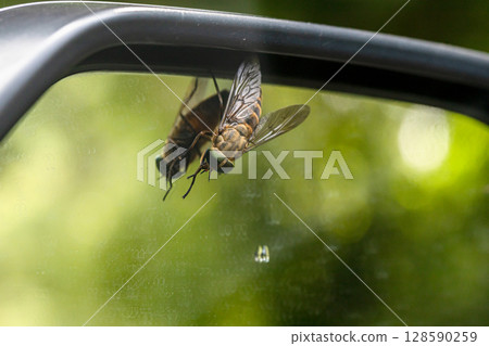 一隻馬蠅停在汽車後視鏡上 一隻馬蠅停在汽車後視鏡上 128590259