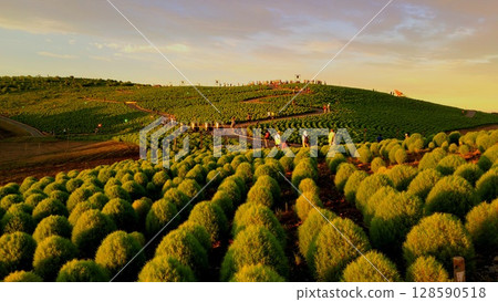 夕陽染紅的綠色藜蘆丘陵 128590518