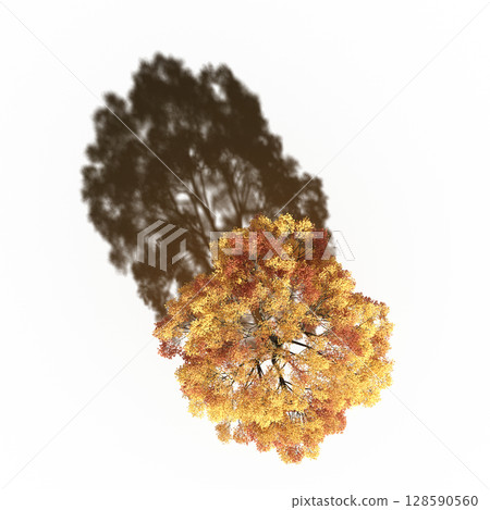 tree with a shadow under it, top view, isolate on a transparent background, 3d illustration 128590560