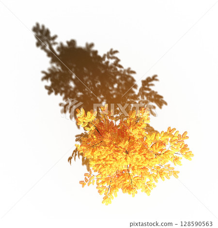 tree with a shadow under it, top view, isolate on a transparent background, 3d illustration tree with a shadow under it, top view, isolate on a transparent background, 3d illustration 128590563