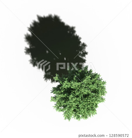 tree with a shadow under it, top view, isolate on a transparent background, 3d illustration 128590572