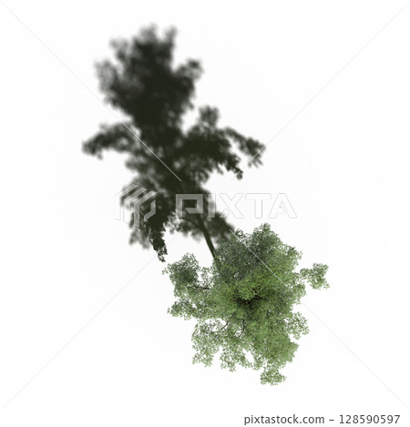 tree with a shadow under it, top view, isolate on a transparent background, 3d illustration 128590597