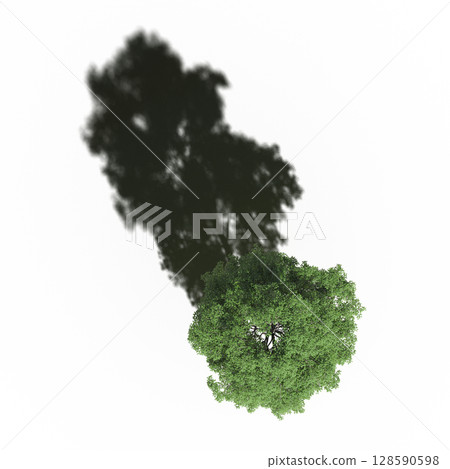 tree with a shadow under it, top view, isolate on a transparent background, 3d illustration 128590598