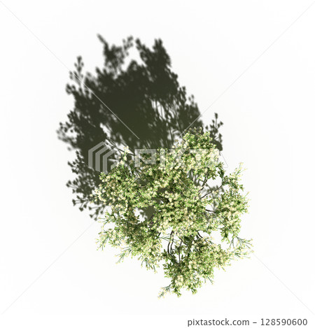 tree with a shadow under it, top view, isolate on a transparent background, 3d illustration tree with a shadow under it, top view, isolate on a transparent background, 3d illustration 128590600
