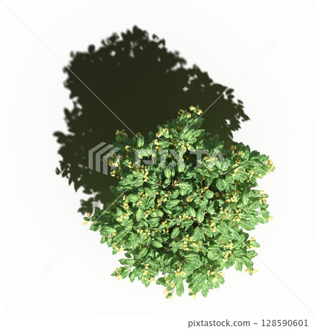 tree with a shadow under it, top view, isolate on a transparent background, 3d illustration 128590601