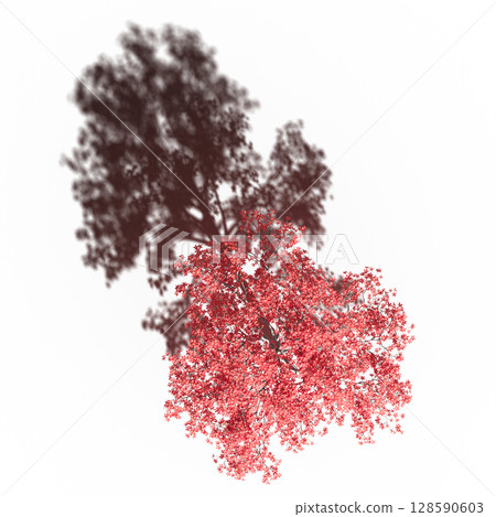 tree with a shadow under it, top view, isolate on a transparent background, 3d illustration 128590603