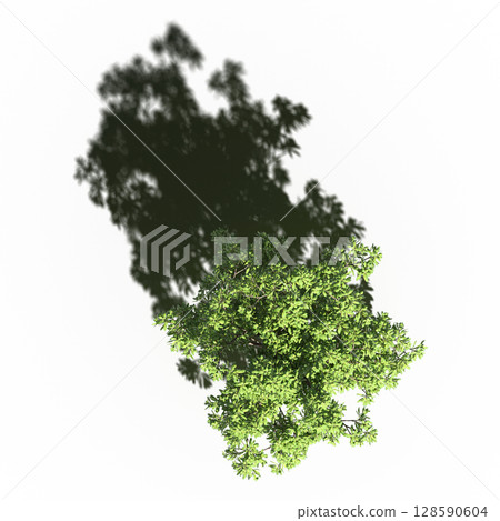 tree with a shadow under it, top view, isolate on a transparent background, 3d illustration 128590604