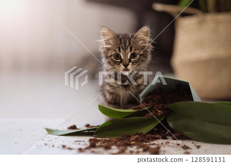Fallen flower and and a little kitten, cleaning concept. damage from pets Fallen flower and and a little kitten, cleaning concept. damage from pets 128591131