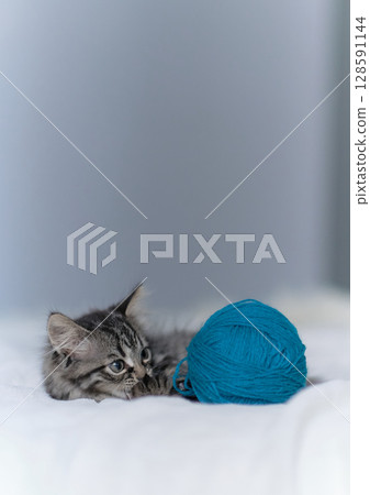 Funny gray kitten playing with balls skeins of thread on bed. sweetly playful kitten lies on a white plaid in the home. 128591144