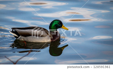 Beautiful male mallard duck floating on the water surface 3 Beautiful male mallard duck floating on the water surface 3 128591361