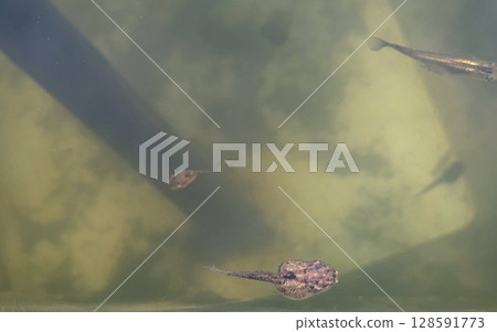 Medaka and tadpoles swimming in a clear pond 128591773