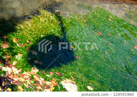 滋賀縣米原市_中山鮫梅宿梅花1號_2024年9月 滋賀縣米原市_中山鮫梅宿梅花1號_2024年9月 128591960