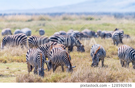 Zebra in the Ngorogoro Crater 128592036