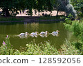 Great White Pelicans swimming in St James Park Lake near the Buckingham Palace 128592056