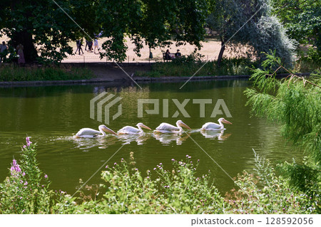 Great White Pelicans swimming in St James Park Lake near the Buckingham Palace Great White Pelicans swimming in St James Park Lake near the Buckingham Palace 128592056