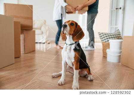 Cute dog is sitting on the floor. Young couple are moving to new home 128592302