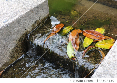 Fallen leaves 128592539