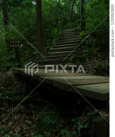 在森林裡的樓梯 在森林裡的樓梯 128592800