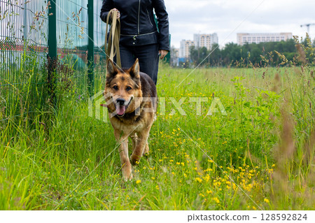 A woman is walking her German Shepherd dog on a leash in an open field nearby 128592824