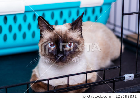 A siamese cat is laying in a cage, gazing at the camera A siamese cat is laying in a cage, gazing at the camera 128592831