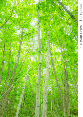 鮮綠的森林【乘鞍高原】 128592888