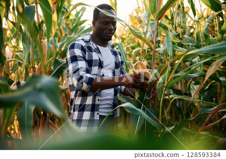 Holding fresh corn. Young black man is standing 128593384