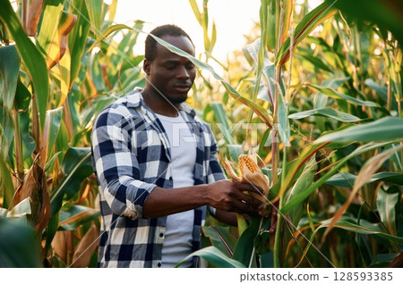 Holding fresh corn. Young black man is standing 128593385