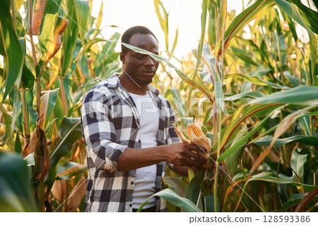Holding fresh corn. Young black man is standing 128593386