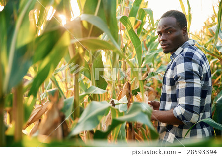 Sunlight is going through the leaves. Young black man is standing in the cornfield at daytime 128593394