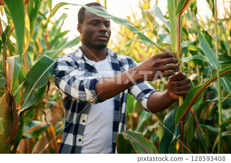 Looking and checking the leaves and plant. Young black man is standing in the cornfield at daytime Looking and checking the leaves and plant. Young black man is standing in the cornfield at daytime 128593408