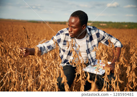 Quality control of wheat. Beautiful African American man is in the agricultural field Quality control of wheat. Beautiful African American man is in the agricultural field 128593481
