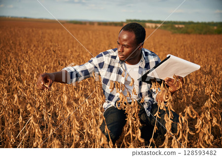 Quality control of wheat. Beautiful African American man is in the agricultural field 128593482