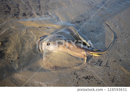 一隻黃貂魚在岸邊遊動 一隻黃貂魚在岸邊遊動 128593631