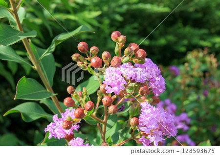 Crape myrtle flowers and buds against a backdrop of fresh summer greenery. Crape myrtle flowers and buds against a backdrop of fresh summer greenery. 128593675