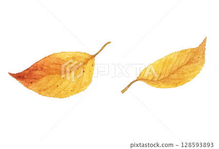 Fallen leaves illustration watercolor dead leaves 128593893