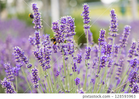 Vibrant purple lavender flowers bloom abundantly in a tranquil summer field, with busy bumblebees pollinating, symbolizing nature's beauty and vital ecological balance Vibrant purple lavender flowers bloom abundantly in a tranquil summer field, with busy bumblebees pollinating, symbolizing nature's beauty and vital ecological balance 128593963