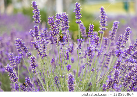 Close-up of vibrant purple lavender flowers blooming in a serene sunlit field, with busy bees collecting nectar, embodying natural beauty, calm, and ecological balance 128593964