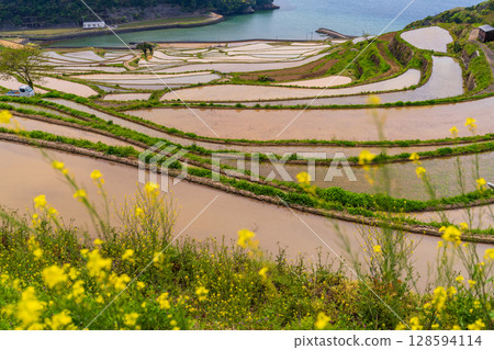 長崎縣：土屋梯田：日本原始景觀 128594114