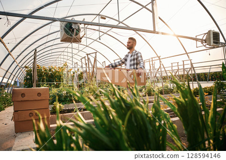 Transporting dried flowers that are in the wooden box. Young gardener is in the greenhouse 128594146