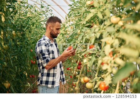 Young gardener is in the greenhouse with tomatoes 128594153