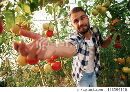 Reaching to the tomato. Young gardener is in the greenhouse Reaching to the tomato. Young gardener is in the greenhouse 128594156