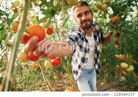 Reaching to the tomato. Young gardener is in the greenhouse 128594157