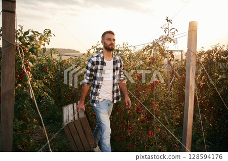 Holding wooden box. Bunch of tomatoes. Beautiful young man is in the garden 128594176