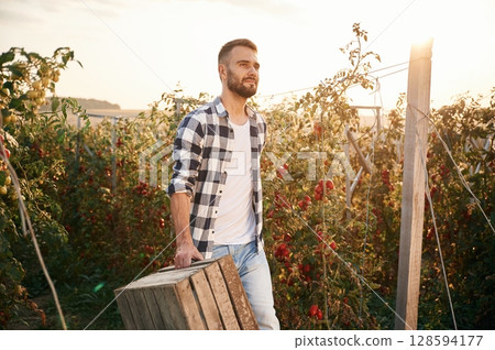 Holding wooden box. Bunch of tomatoes. Beautiful young man is in the garden 128594177