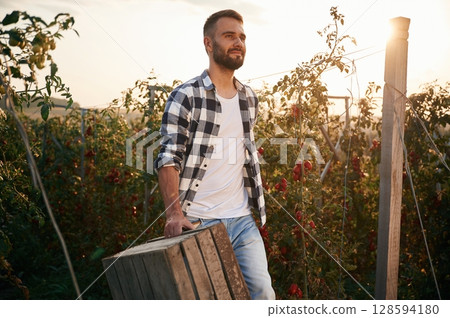 Beautiful sunlight. With wooden box. Young man is in the garden with tomatoes 128594180