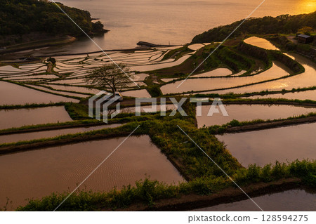 長崎縣：黃昏時的土屋梯田－原始的日本風景 128594275