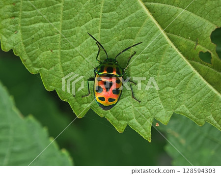 Jewel Bug Resting on a Green Leaf Jewel Bug Resting on a Green Leaf 128594303