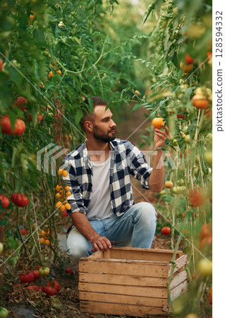 Bunch of tomatoes. Beautiful young man is in the garden 128594332