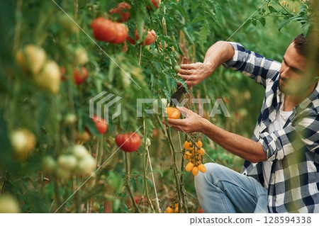 Collecting fresh tomatoes. Beautiful young man is in the garden Collecting fresh tomatoes. Beautiful young man is in the garden 128594338