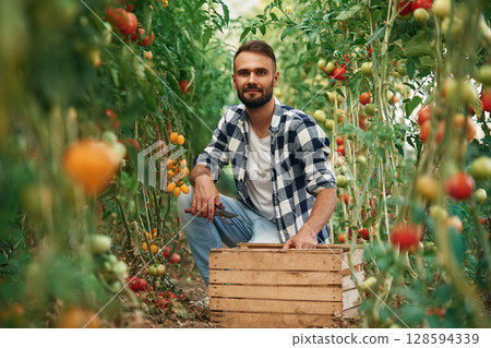 Collecting fresh tomatoes. Beautiful young man is in the garden Collecting fresh tomatoes. Beautiful young man is in the garden 128594339